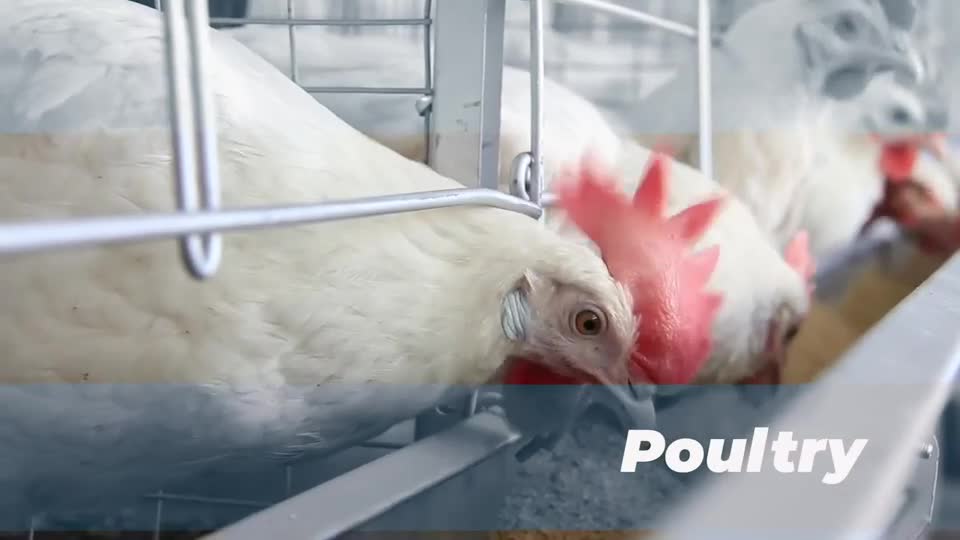 Nebraska 4-H "Aspects of Ag" - Poultry