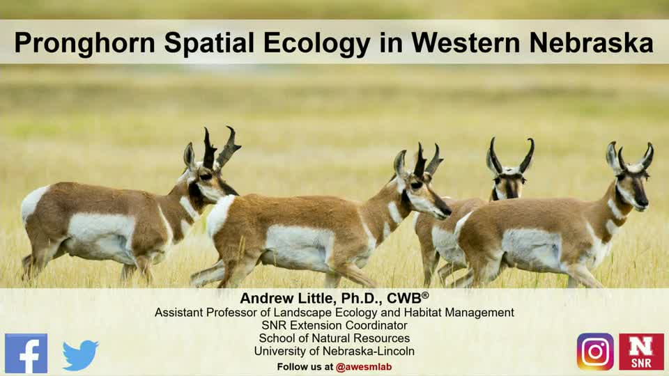 08 Pronghorn Movement Ecology and Resource Selection in the Nebraska Sandhills