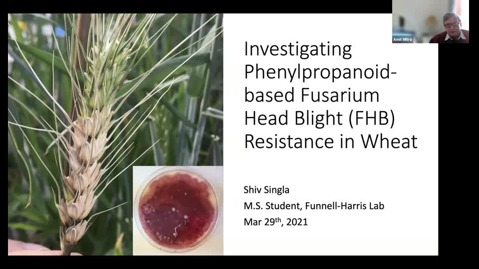 Investigating Phenylpropanoid-based Fusarium Head Blight (FHB) Resistance in Wheat