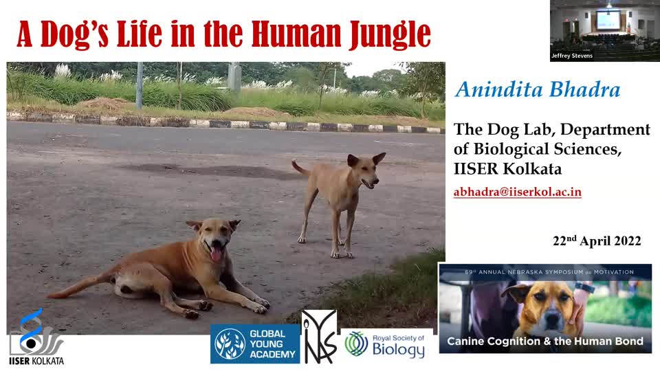A dog's life in the human jungle