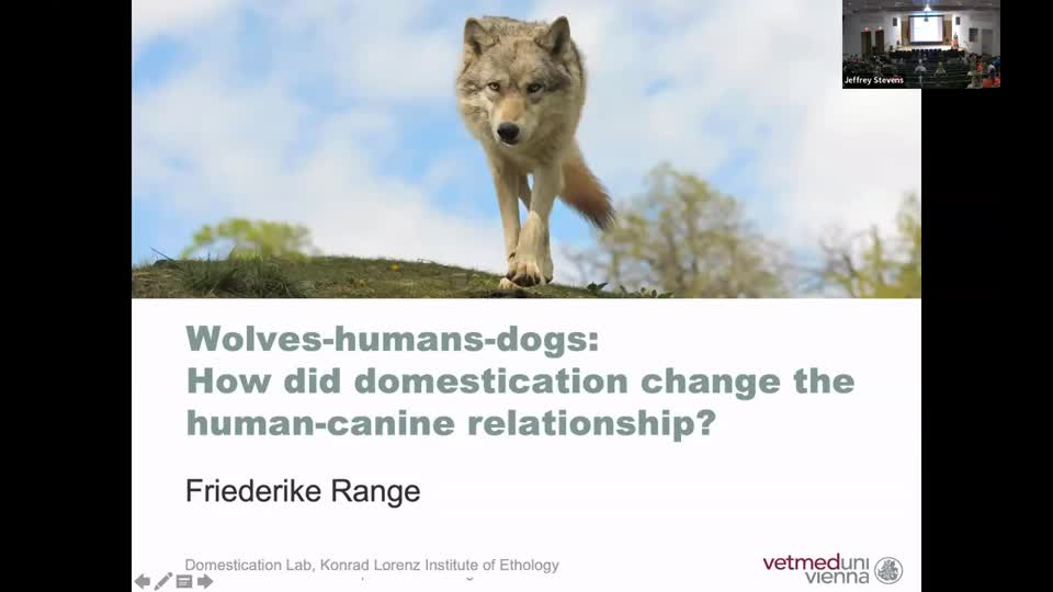 Wolves-humans-dogs: How did domestication change the human-canine relationship?