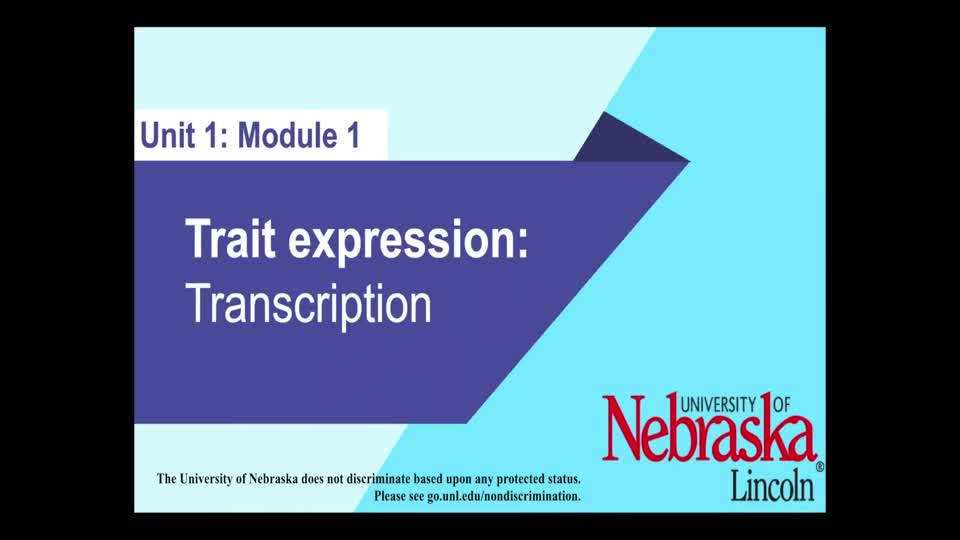 Trait Expression: Transcription