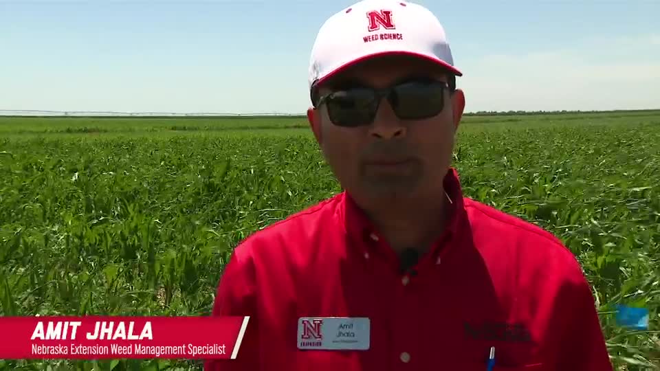 Corn Herbicide Program Comparison