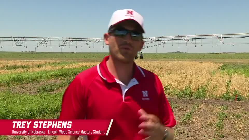 Planting Green In Soybeans