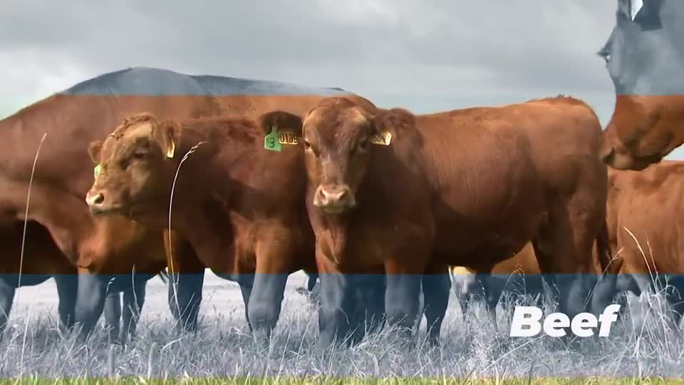 Nebraska 4-H "Aspects of Ag" - Beef (Spanish CC)