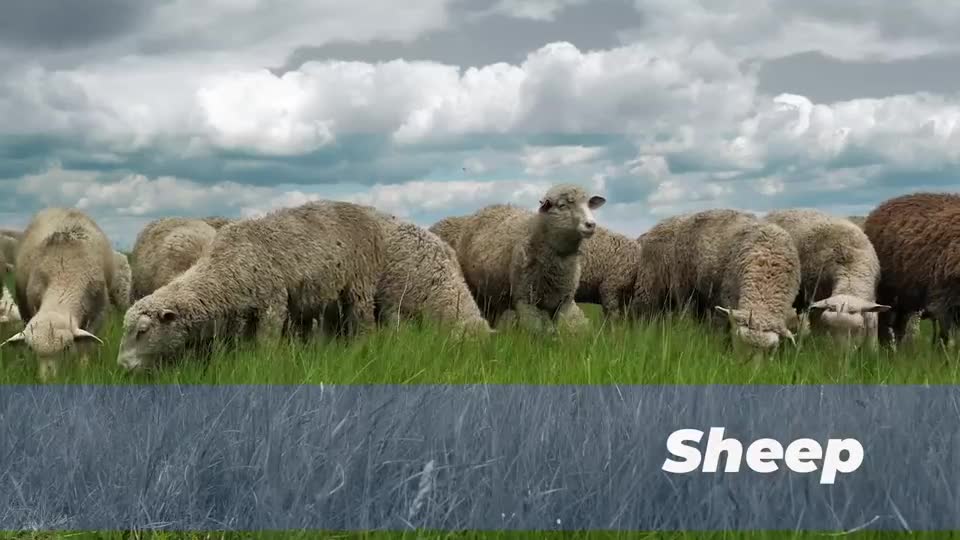 Nebraska 4-H "Aspects of Ag" - Sheep (Spanish CC)