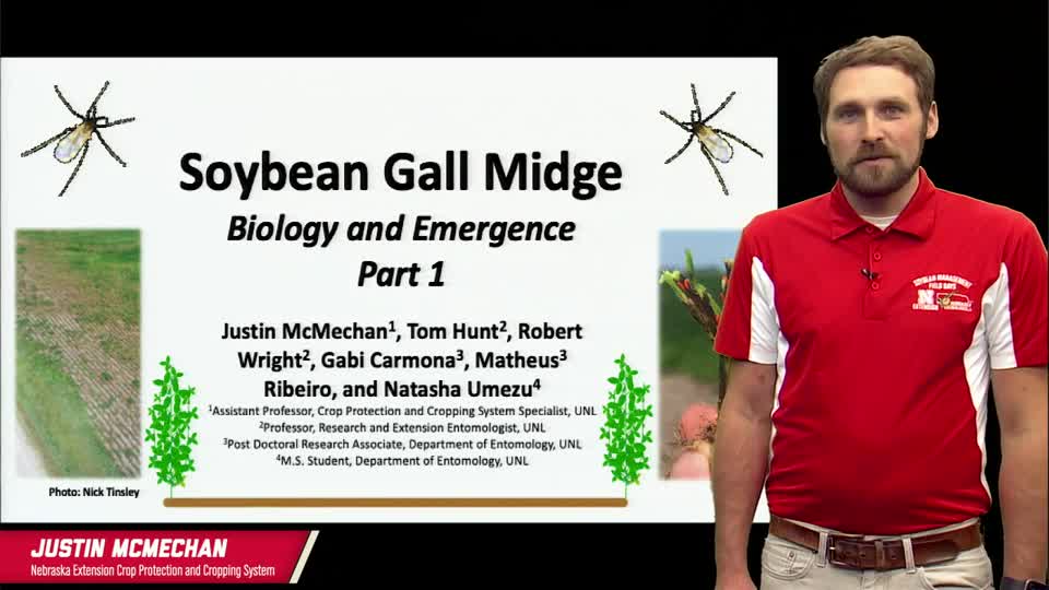 2022 Soybean Management Field Days - Justin McMechan - Soybean Gall Midge - 1