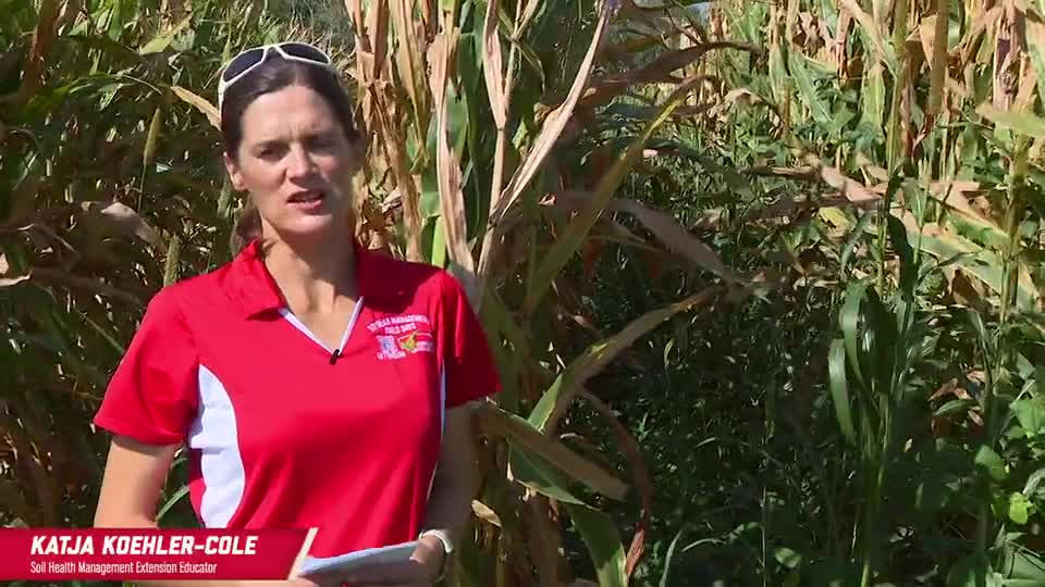 2022 Soybean Management Field Days - Katja Koehler Cole - Cover Crop Strategies