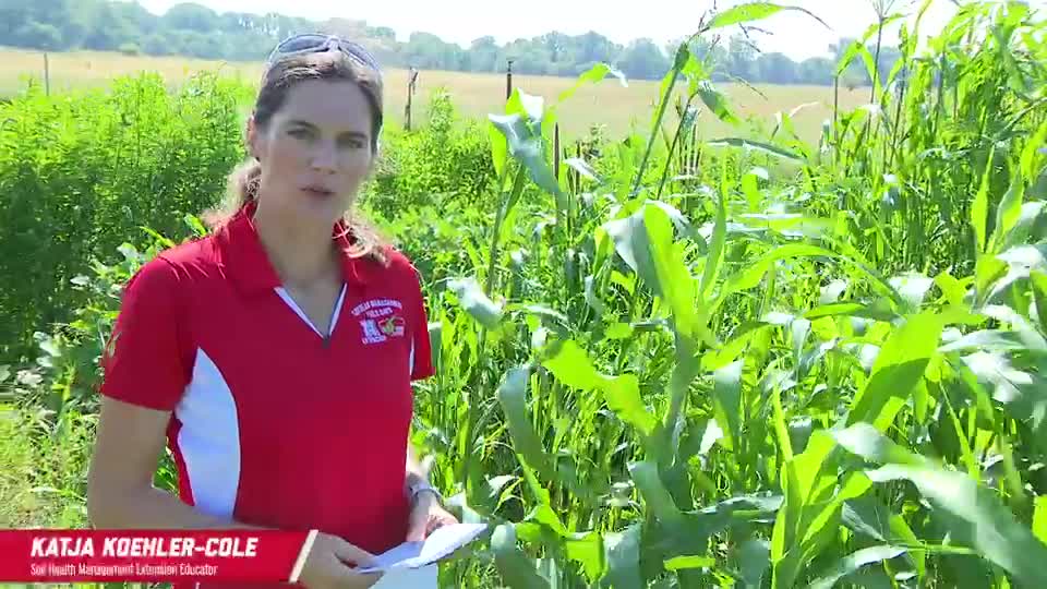 2022 Soybean Management Field Days - Katja Koehler Cole - Summer Planting