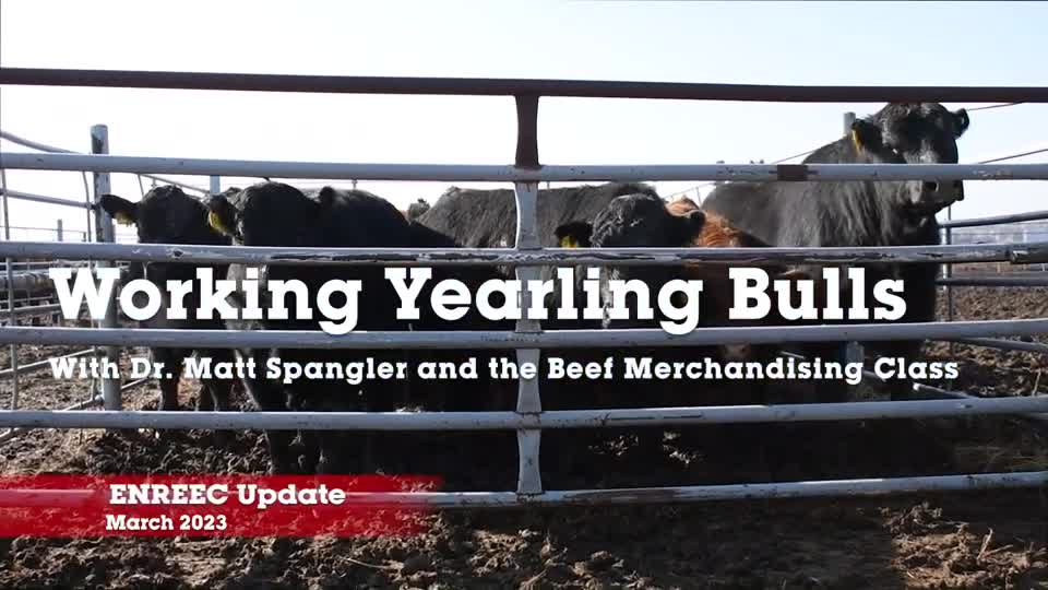 2023 ENREEC Update - Beef Cattle Merchandising Class