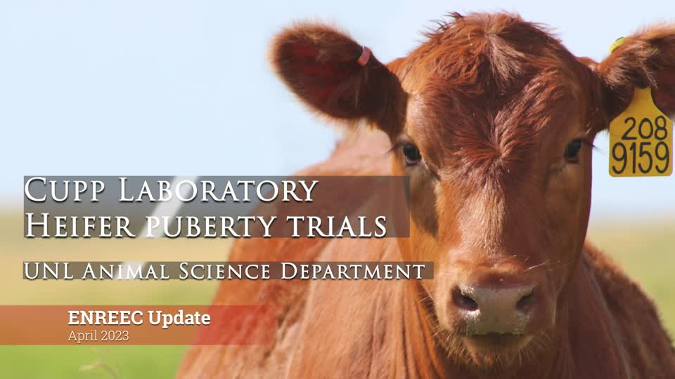 2023 ENREEC Update - Cupp Lab Cattle Early Puberty Research