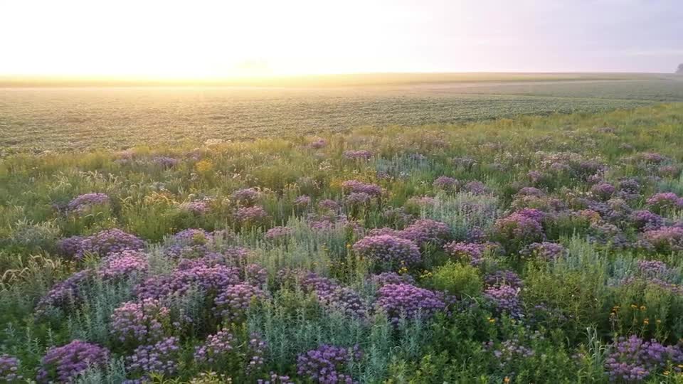 Prairie Strips at Nebraska Research and Extension Centers