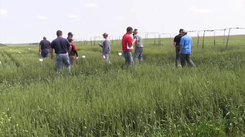 Wheat tour finds western Nebraska wheat in good shape