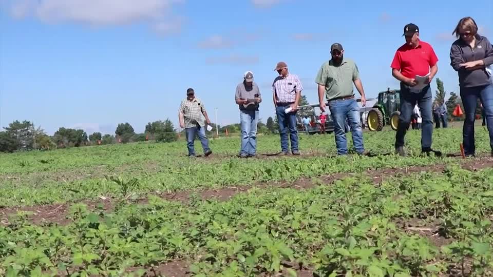 Weed Tour examines herbicide efficacy