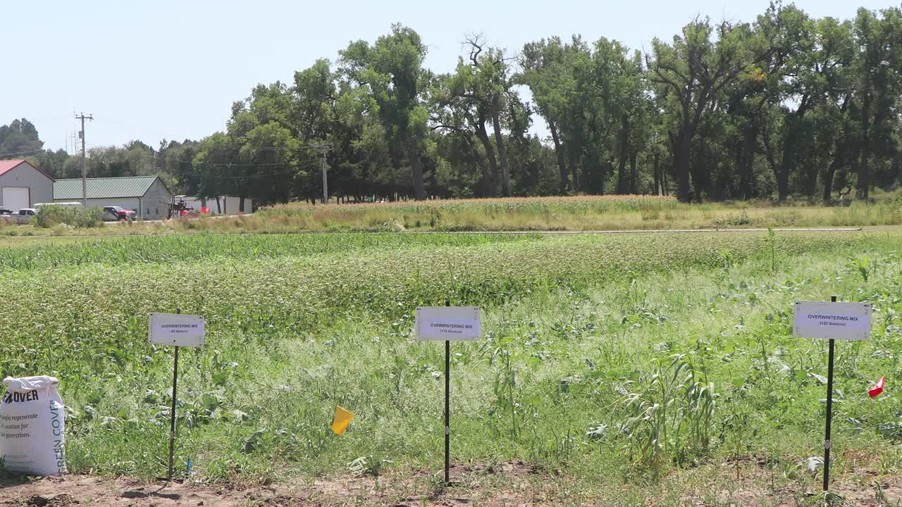 Patience is key in growing cover crops