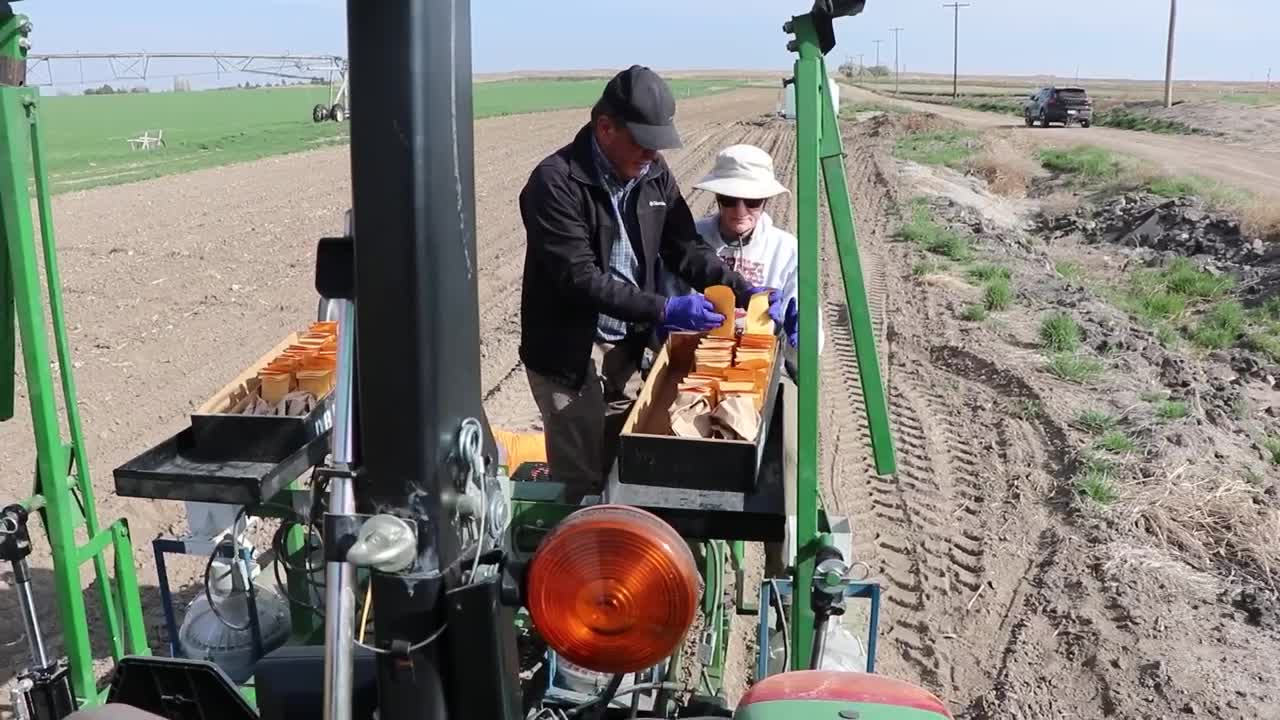 Planting chickpea trials