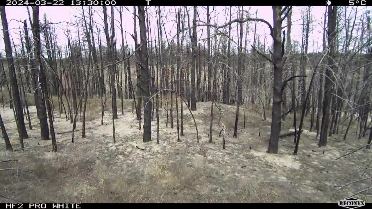 Burned Ponderosa Pine Plot Time Lapse