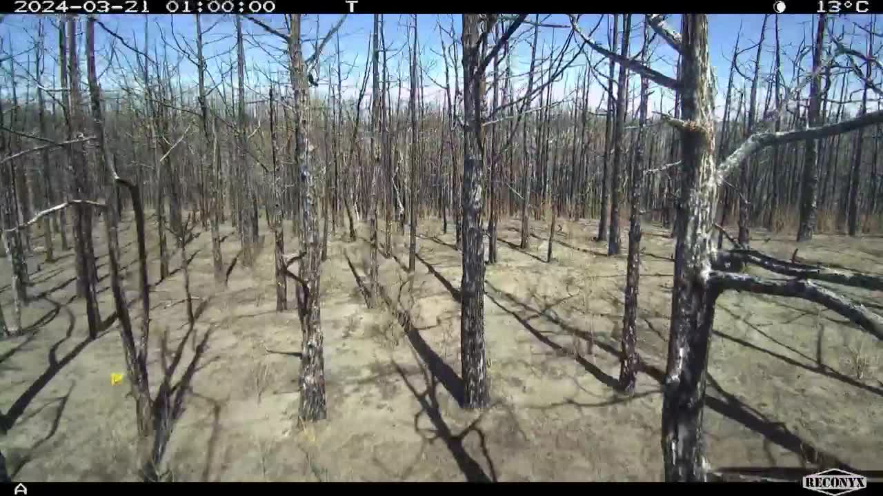 Burned Cedar Plot Time Lapse