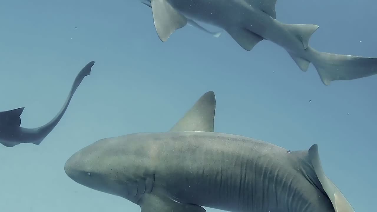 Close-Up Nurse Sharks - Bahamas Study Abroad - 2024