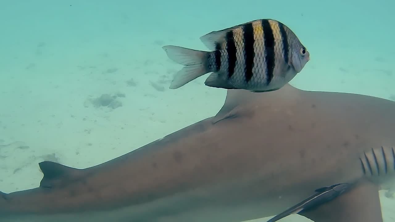 Study Abroad - Bahamas - Sharks from cage - 2024