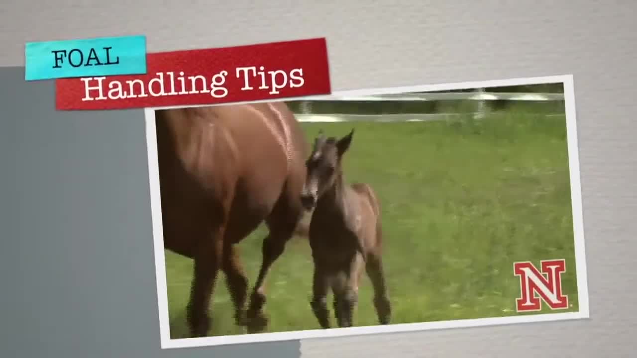 Foal Handling Tips