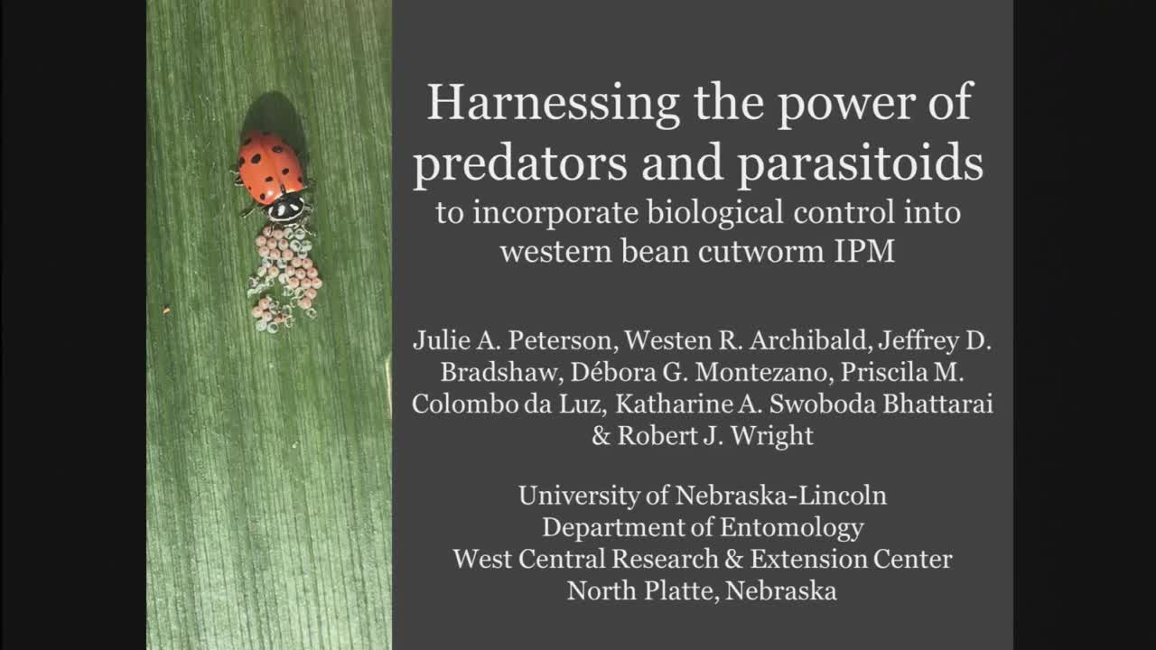 Harnessing the power of predators and parasitoids to incorporate biological control into western bean cutworm IPM