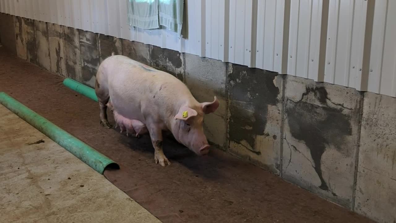 Pig Gait Analysis