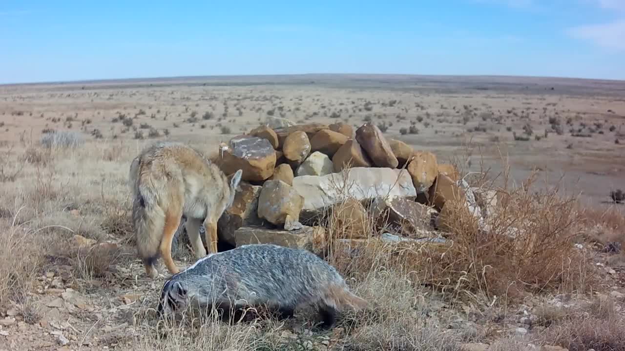 Coyote and Badger Hunting Together; badger head butts coyote