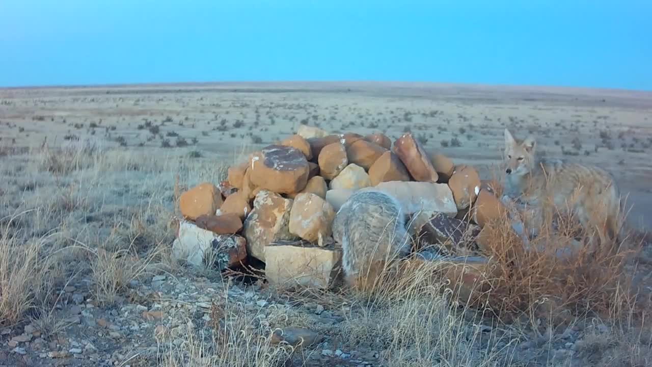 Coyote and Badger Hunting Together; badger and coyote around rockpile