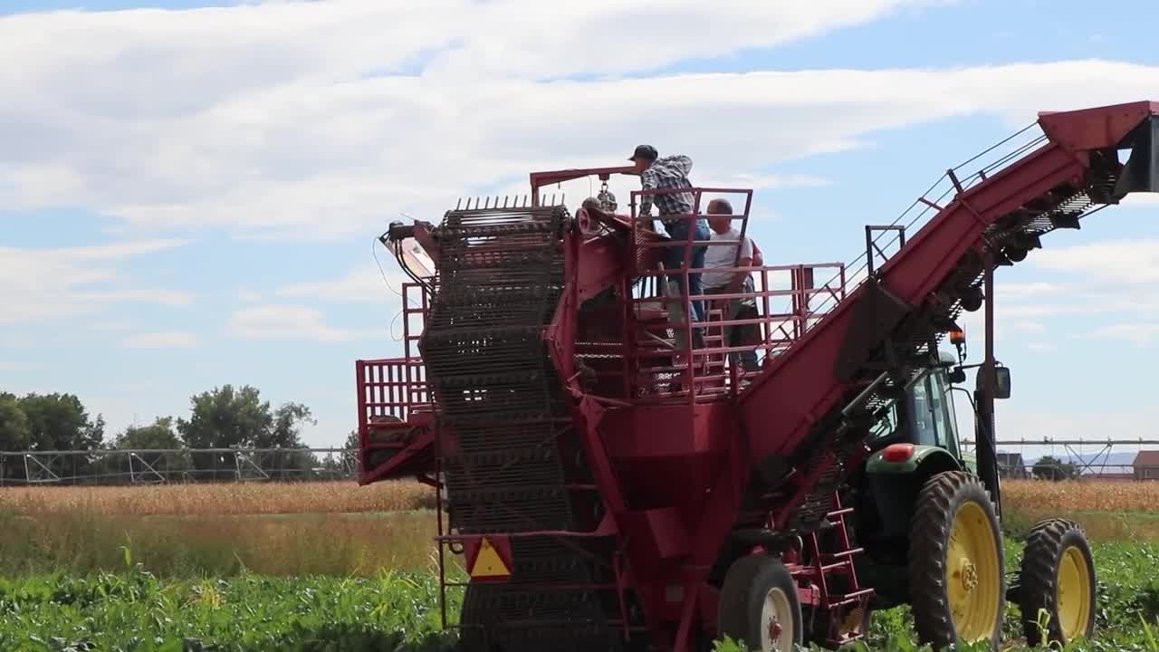 Sugar beet harvest at Panhandle Research Extension and Education Center