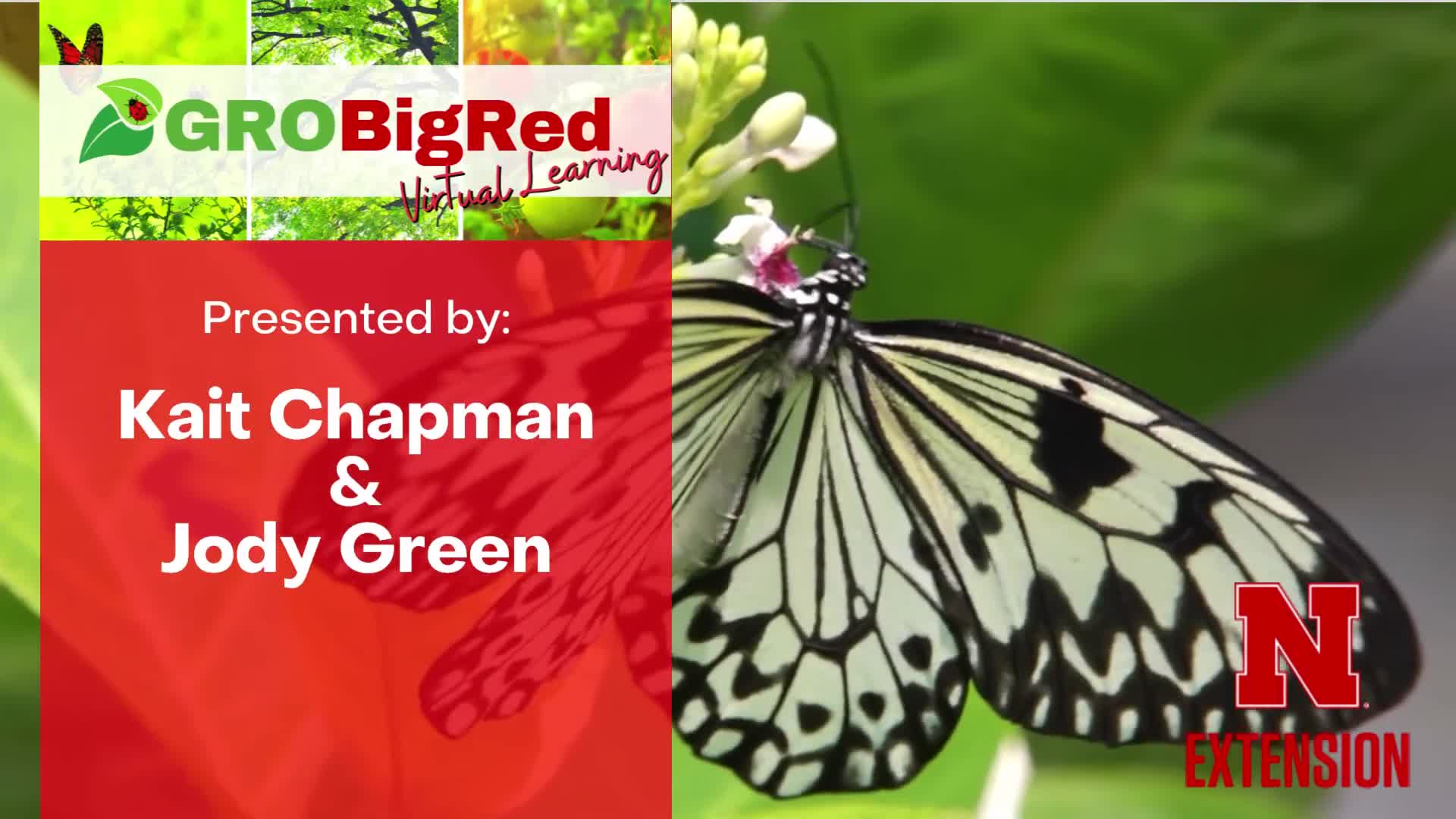 GROBigRed - Bees, Butterflies, and Beyond