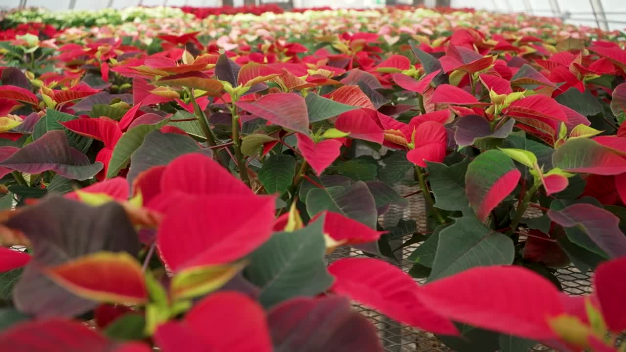 Poinsettia Plant Sale