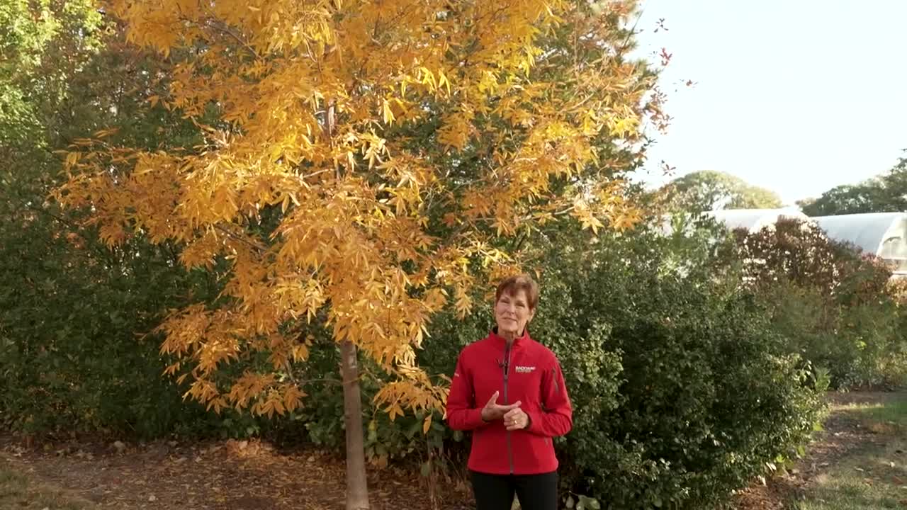 Bitternut Hickory Tree