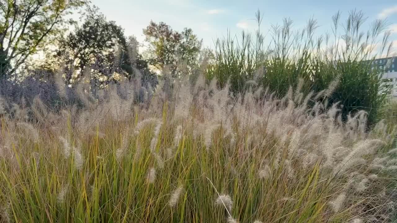 Grass Structure