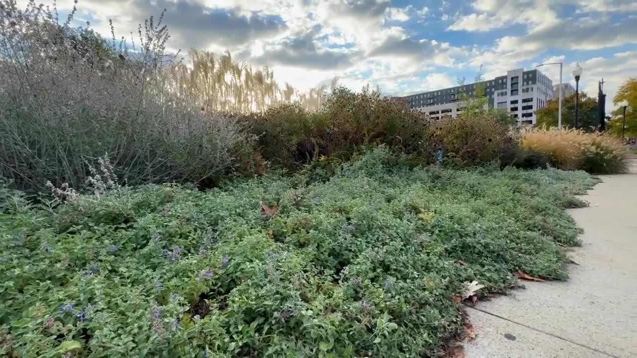 Ground Cover