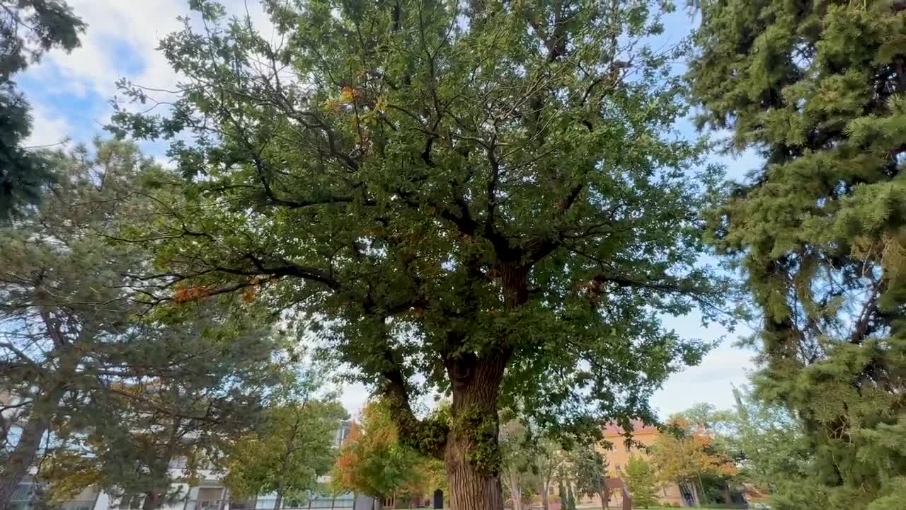 Burr Oak Tree Health