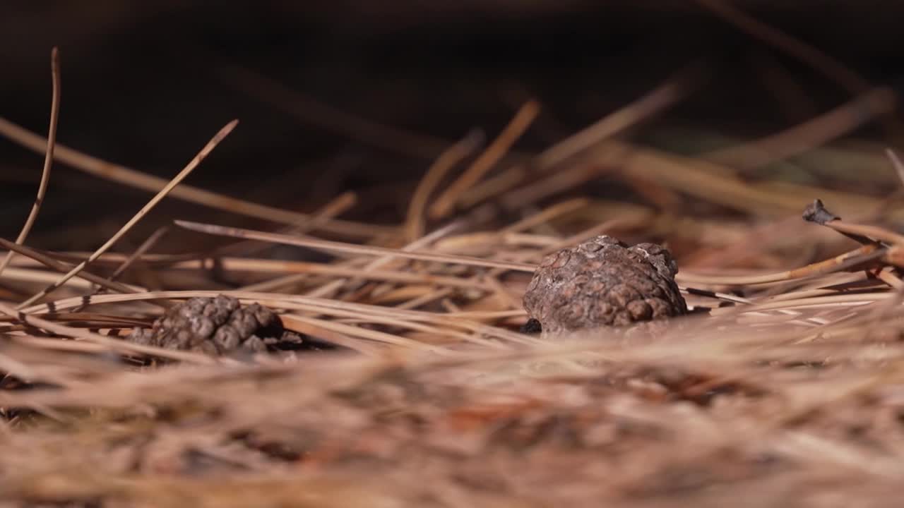 Pine Needle Mulch