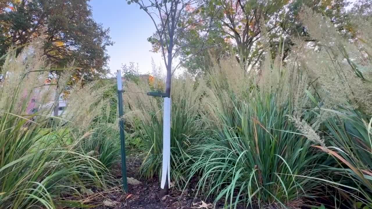 Wrapping Young Trees