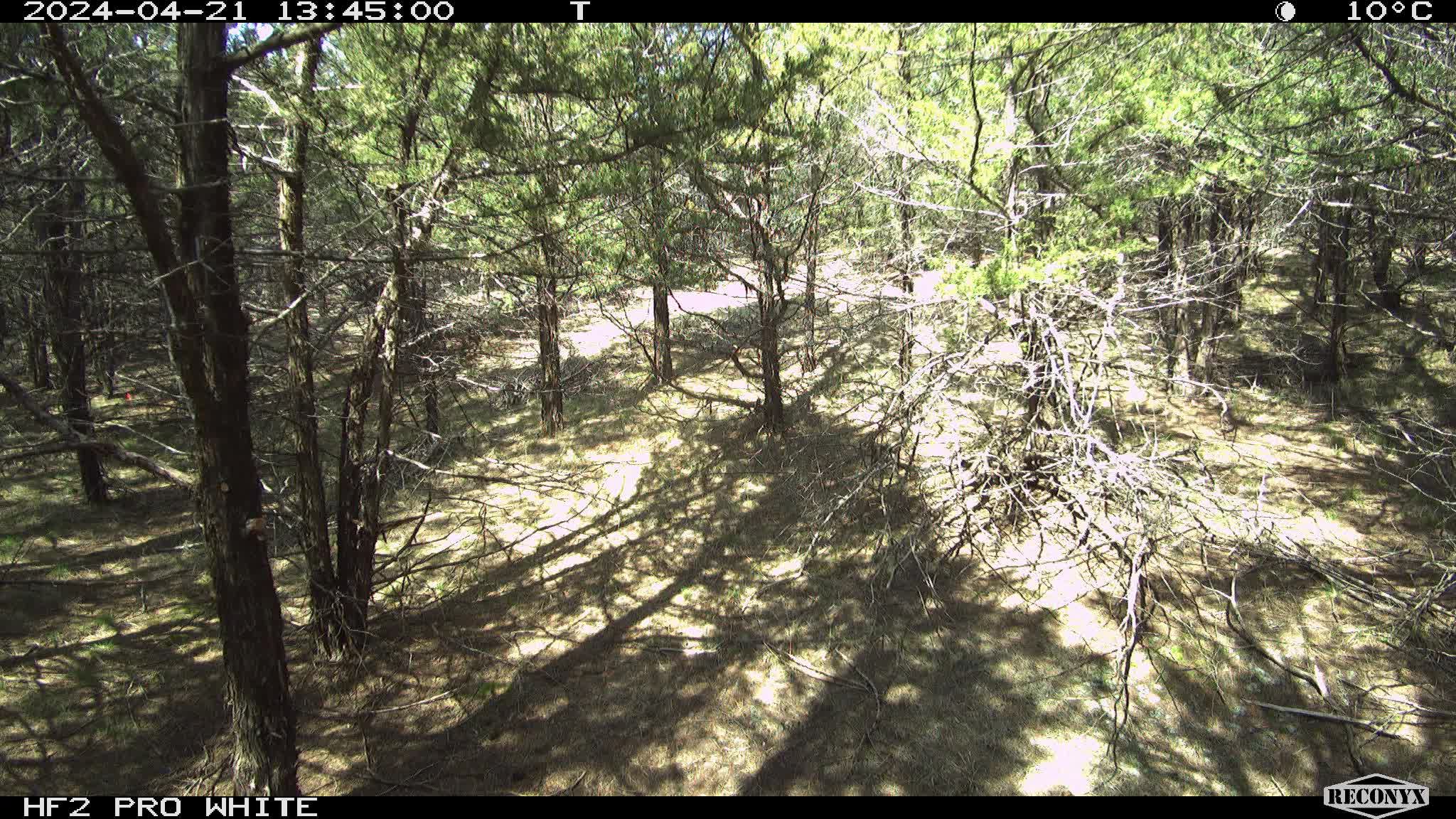 Unburned Eastern redcedar Plot Short Time Lapse