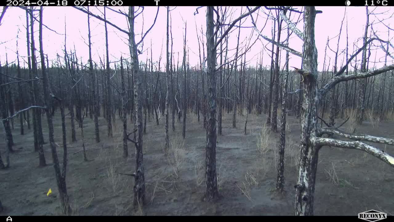 Burned Eastern redcedar Plot Short Time Lapse