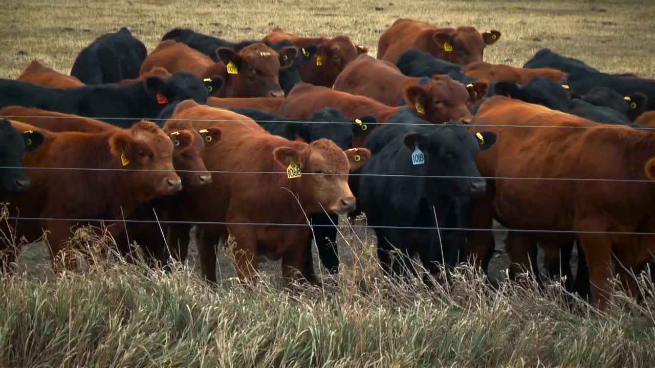 Nebraska LEAD Program - Overview