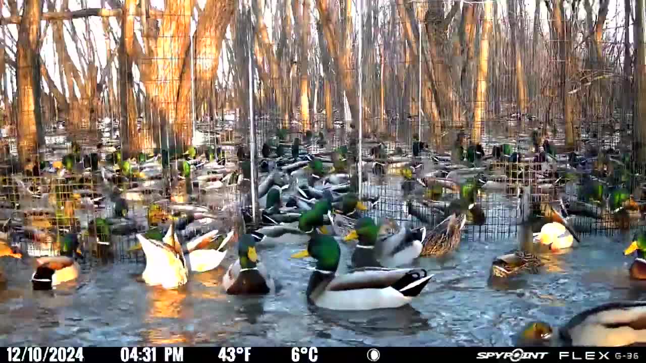 Capturing Ducks in Southeast Kansas during December 2024