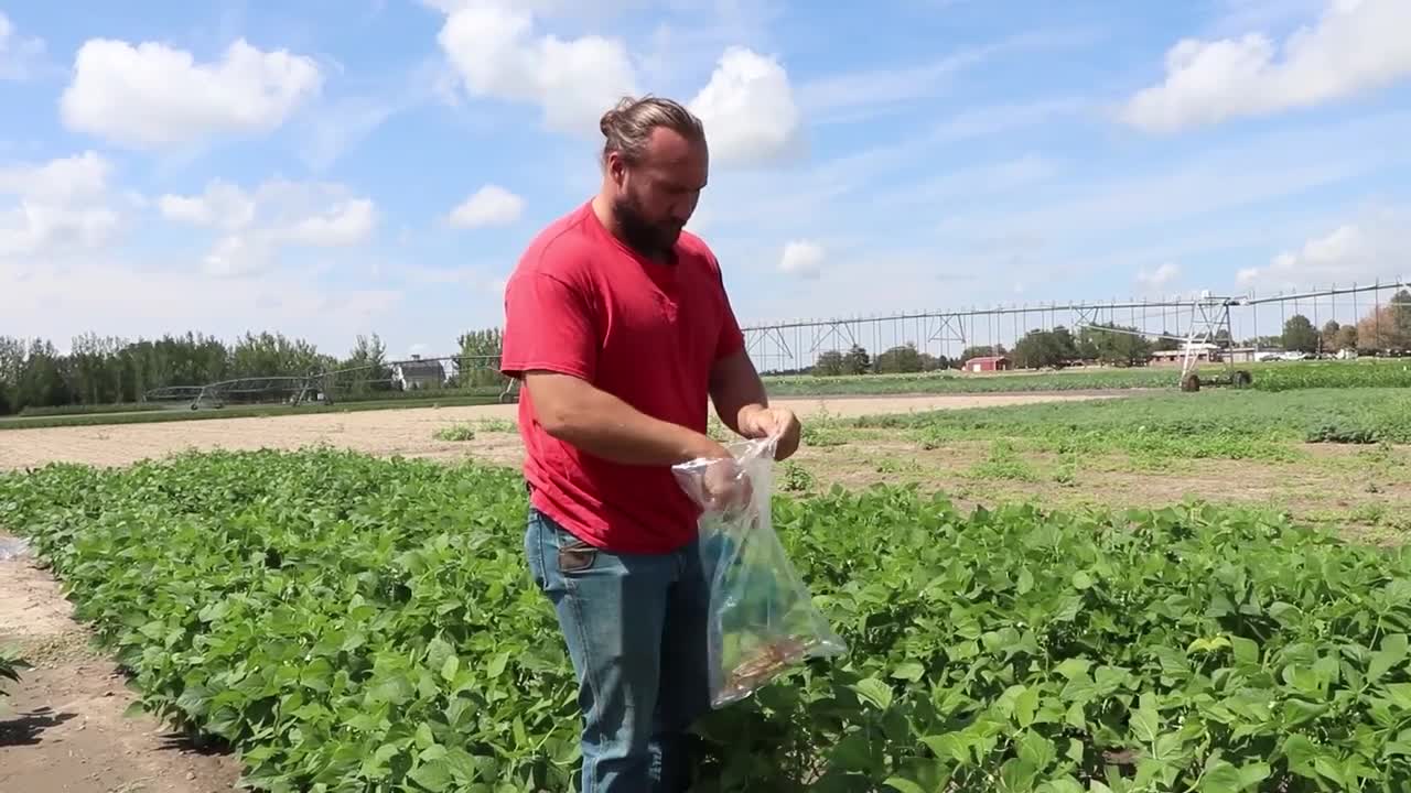 Sampling dark red kidney bean roots