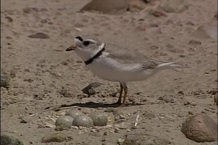 Piping Plover Calling over Nest