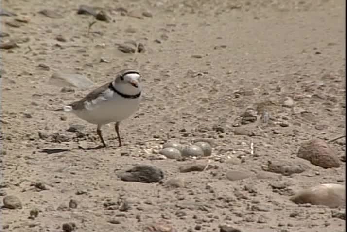 Piping Plover sitting on nest