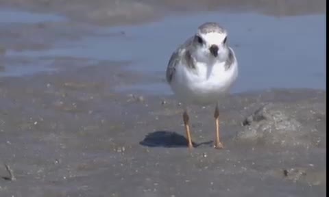 Piping Plover foraging for food  and showing plumage