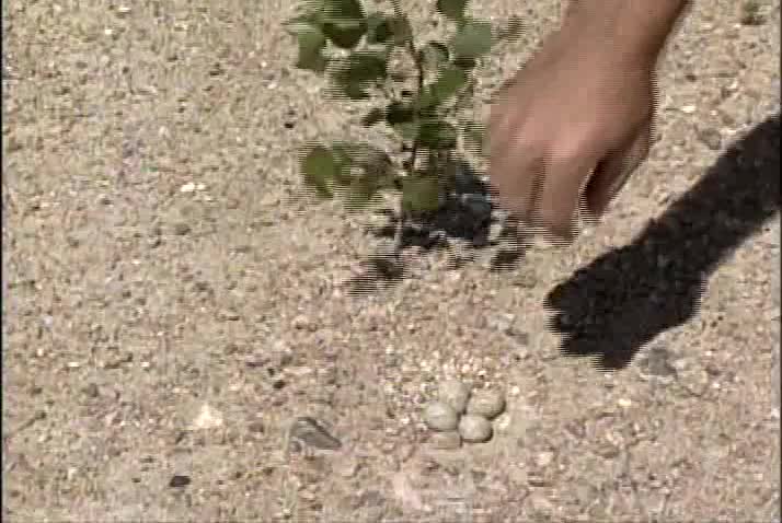 Floating Piper Plover Eggs to Determine when will Hatch