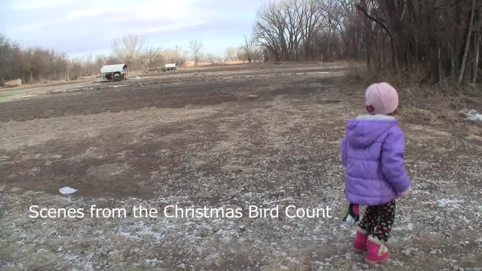 Christmas Bird Count 2011