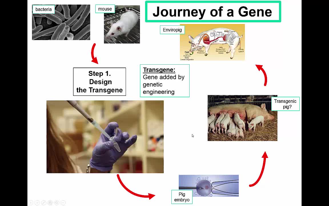 Enviropig Gene Design Summary