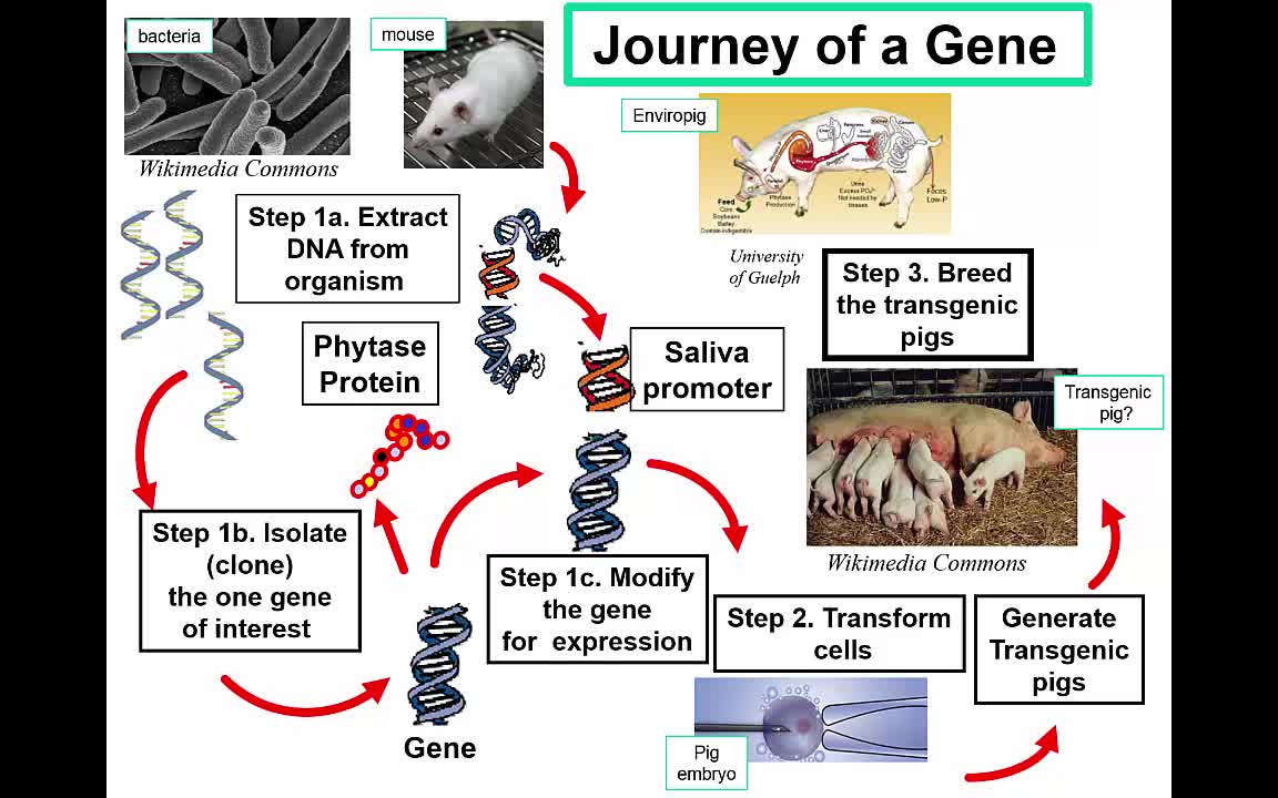 Enviropig DNA Testing Summary